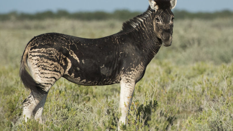 Exemplar rar: Zebră fără dungi, găsită în Namibia. Care este explicația