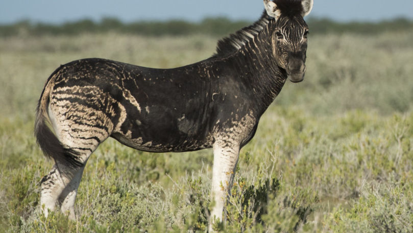 Exemplar rar: Zebră fără dungi, găsită în Namibia. Care este explicația