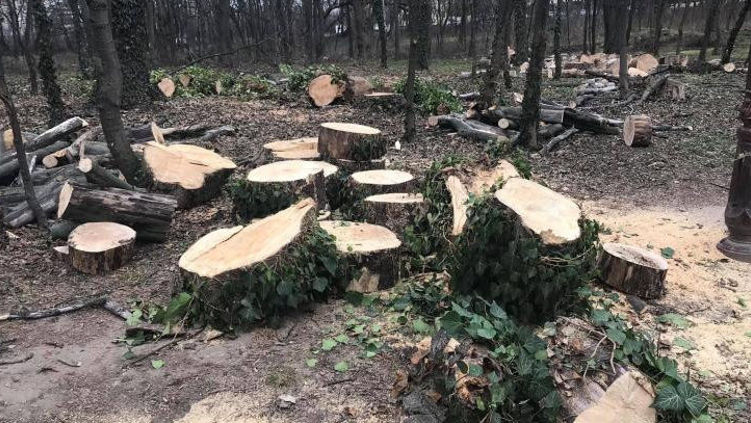 Растет количество незаконных рубок в лесных полосах.