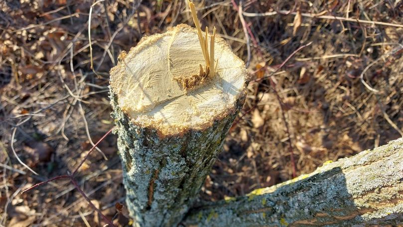 Copaci de salcâm, defrișați ilegal la Basarabeasca: Ce amendă riscă