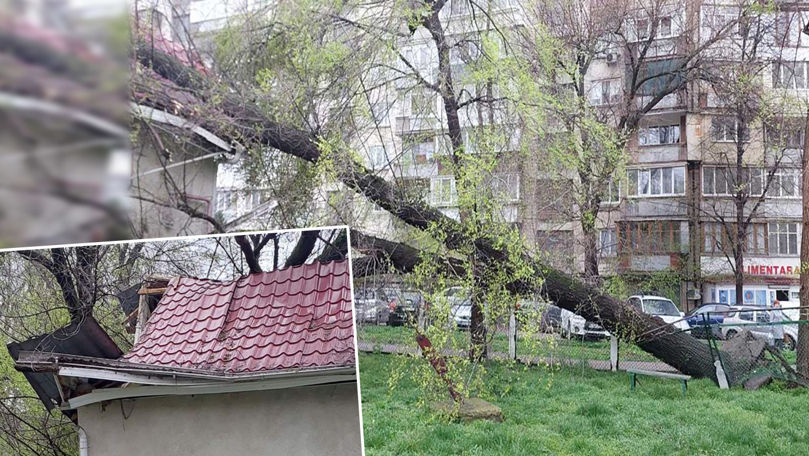 Un copac s-a prăbușit peste cazangeria unei grădinițe din Capitală