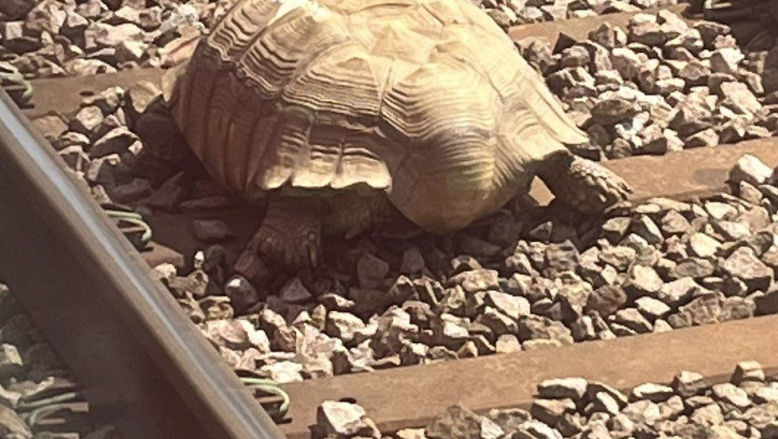 O broască țestoasă a blocat traficul feroviar din estul Angliei