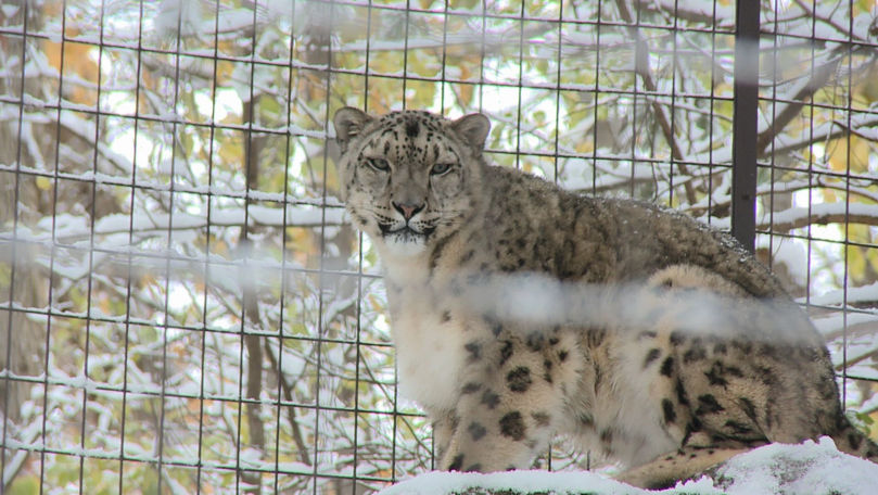 Pregătiri de iarnă la Zoo: Animalele, conectate la agentul termic