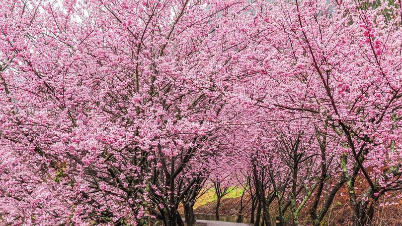 Moldova va primi în dar 100 de pomi de sakura din partea orașului Tomi