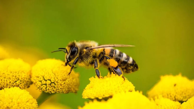 Albinele dispar: De ce e extrem de periculos pentru omenire