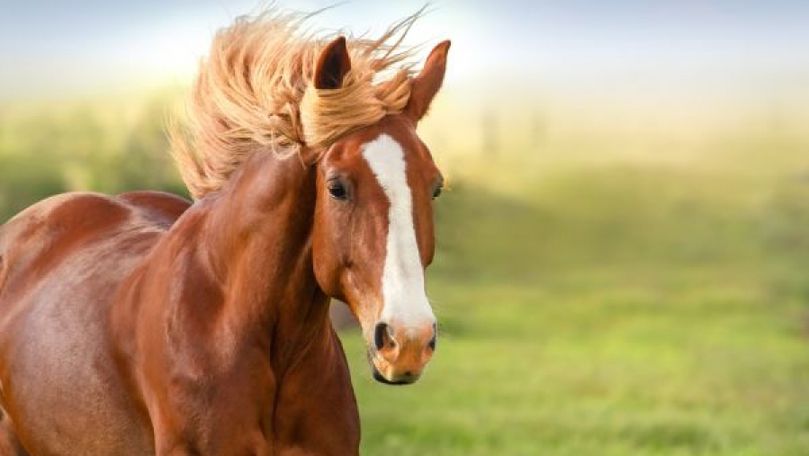 Modul surprinzător prin care caii îşi exprimă bucuria