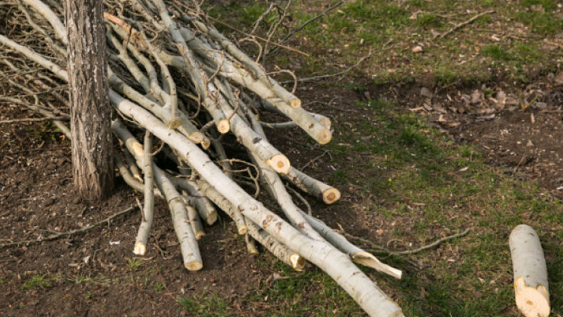 Deputat: Tăierile ilicite de arbori trebuie curmate