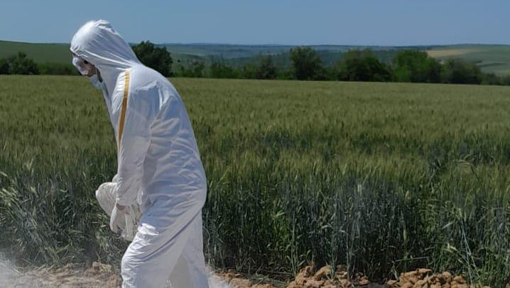 Focar de pestă porcină la Drochia: 16 cadavre de porci, aruncate pe câmp