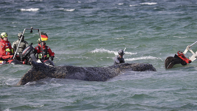 Balena Timmy a rămas blocată în Marea Baltică pentru a treia oară imediat după eliberare.