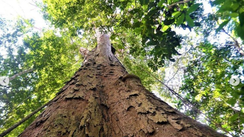 Ce s-a întâmplat cu cel mai înalt copac după incendii din Amazon