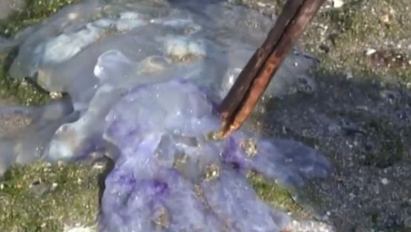 Apariţie inedită, filmată pe litoralul românesc: Meduze albastre