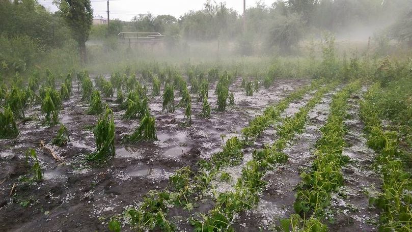 Pagubele de 50 milioane lei în Găgăuzia după precipitațiile cu grindină