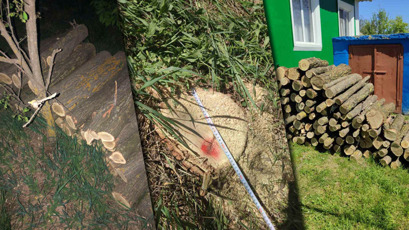 Peste 70 de arbori au fost tăiați ilegal într-o pădure din Alexăndrești