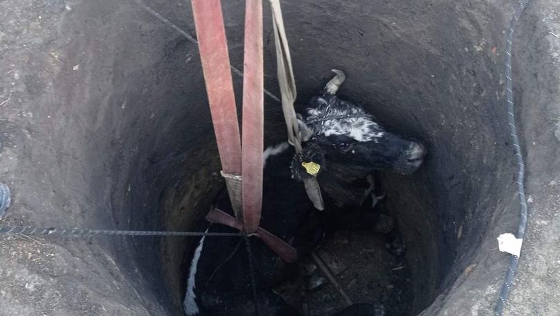 Intervenție 112 la Ialoveni: O vacă a fost salvată dintr-o groapă