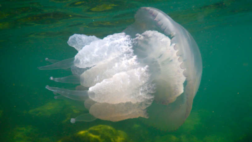 Invazie de meduze pe plajele din România. De ce nu trebuie atinse