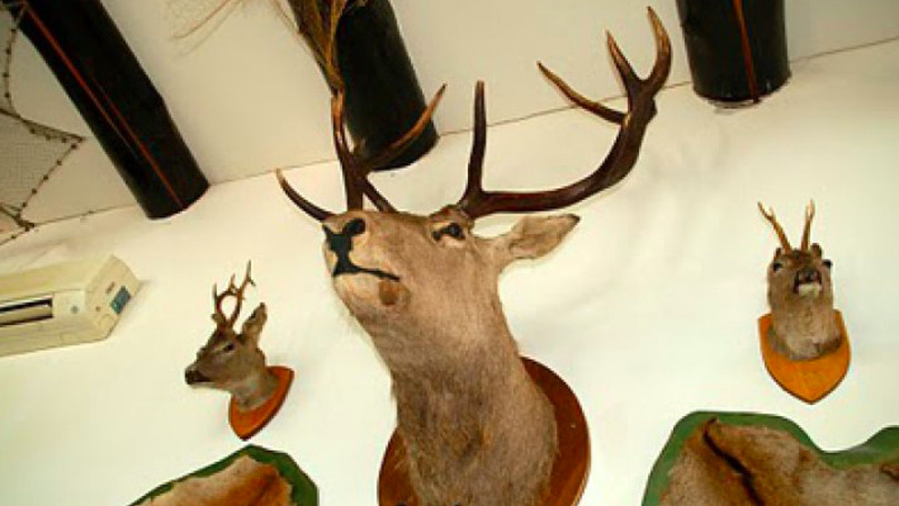 Cine sunt taxidermiştii din R. Moldova: Se taie şi se pune amidon