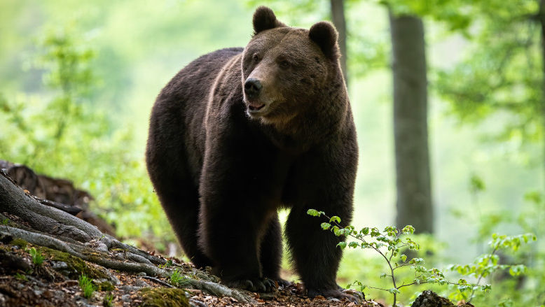 Un urs a ucis o femeie din Rusia. Animalul era ținut pentru dresaj