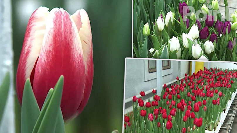 В Молдове благодаря уникальной технологии зацвели первые тюльпаны.