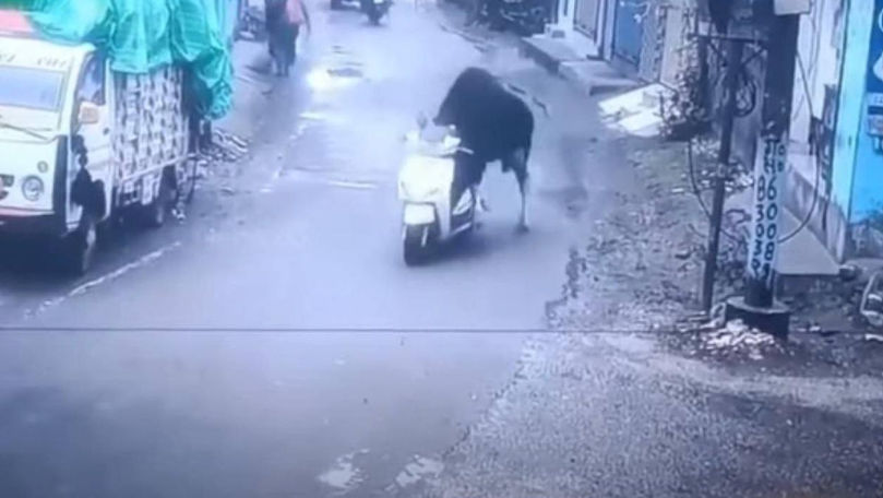 India: O vacă, surprinsă cum urcă pe un moped și pleacă la plimbare