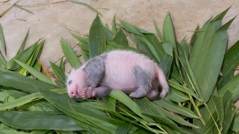 Imaginile virale cu primul pui de panda uriaş născut în Singapore