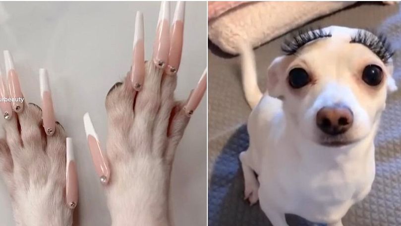 O femeie din SUA i-a pus unghii false căţeluşei sale
