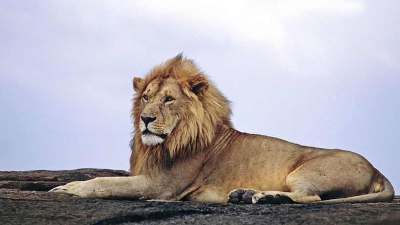 Braconieri, devoraţi de lei într-o rezervaţie din Africa