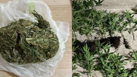 Seră de marijuana, la Băcioi: Fermierul, prins în flagrant în Capitală