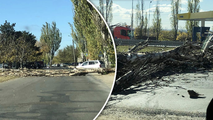 Un copac imens doborât la pământ în Chișinău a blocat drumul