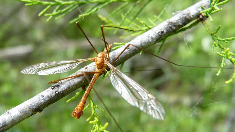 Tipula, insecta inofensivă pe care nu ar trebui să o omori