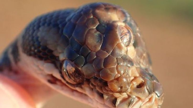 Un șarpe cu trei ochi a fost descoperit în Australia