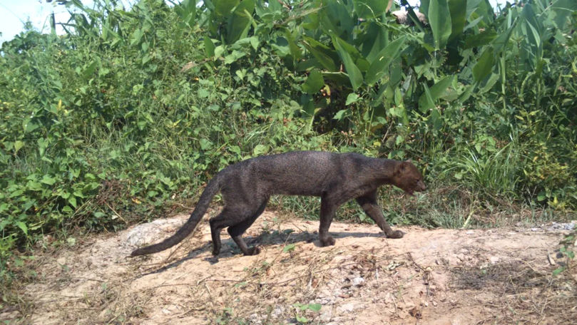 Animalul misterios care a reapărut după 40 de ani a uimit cercetătorii
