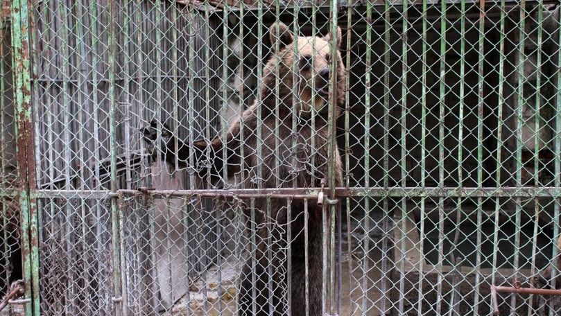 Petiție: Condiții mai bune pentru urșii de la Grădina Zoologică