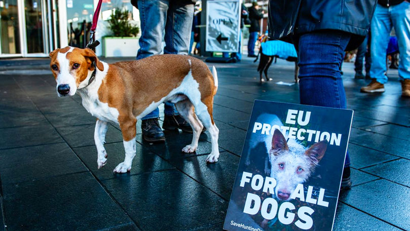 ЕС усилит защиту собак и кошек от жестокого обращения и нечестной торговли.