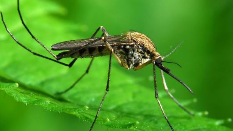 Alertă de călătorie în Grecia: Boală fatală, răspândită de țânțari