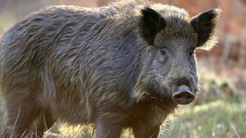 Un nou caz de pestă porcină a fost depistat în România