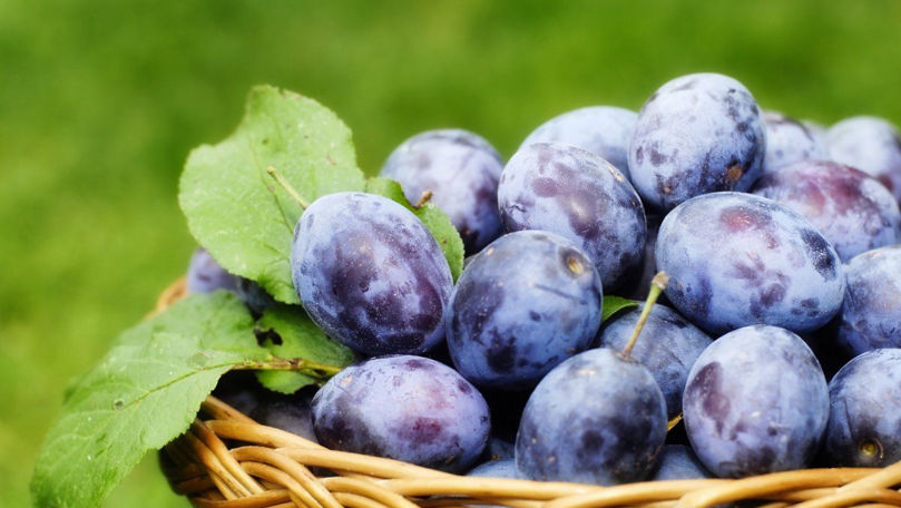 Recolta de prune în Moldova va fi mai mică, dar cererea rămâne ridicată