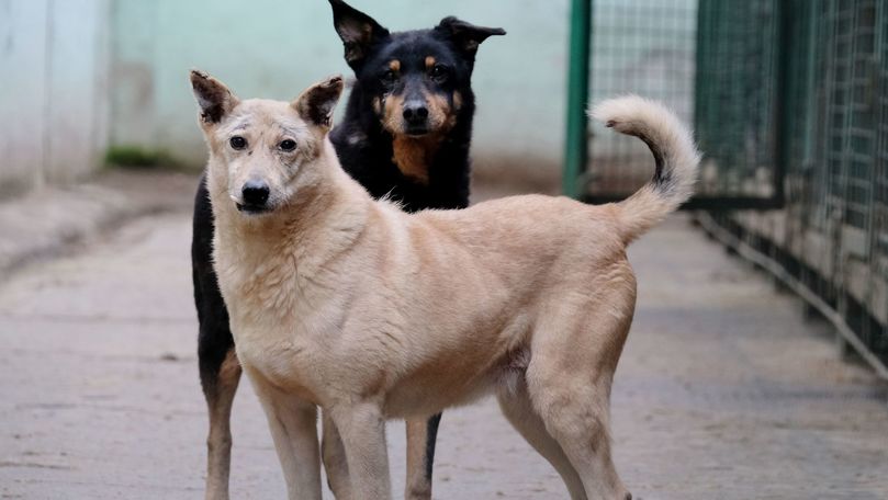 В Комрате удалось снизить количество бродячих собак. Фото: gagauzinfo.md.