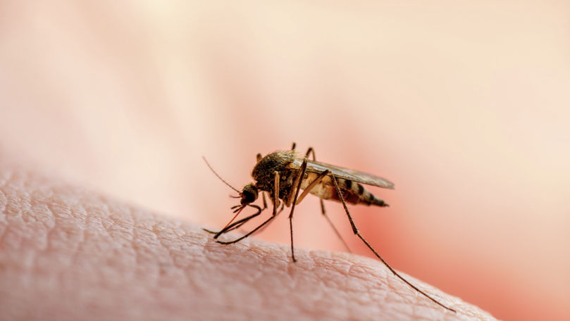 Când înțepăturile de insecte devin periculoase? Sfaturile specialiștilor