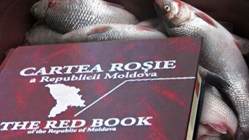 Pește din Cartea Roșie, vândut ilegal cu 50 de lei la Piața Centrală