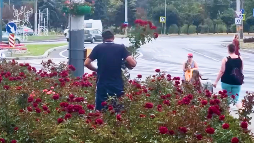 Un bărbat, filmat în timp ce rupe flori dintr-un loc public din Capitală