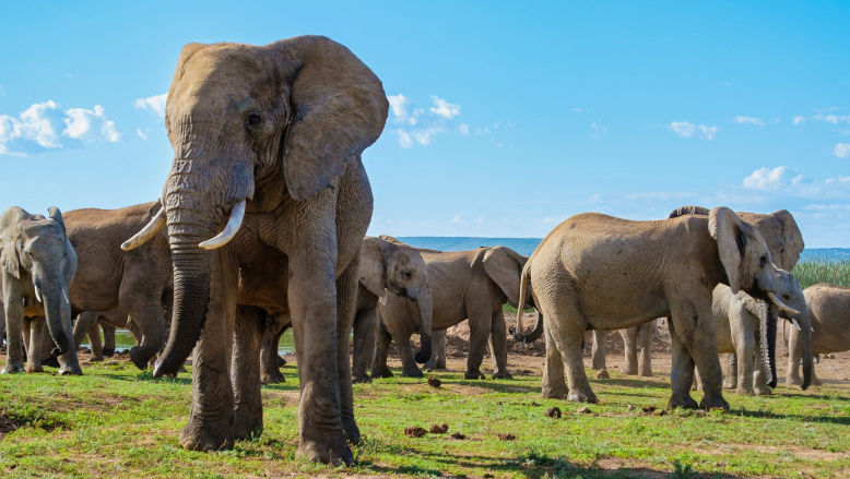 Un turist a murit călcat în picioare de un elefant în Africa de Sud