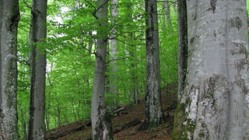 Amenda pentru tăierea ilegală a arborilor ar putea creşte