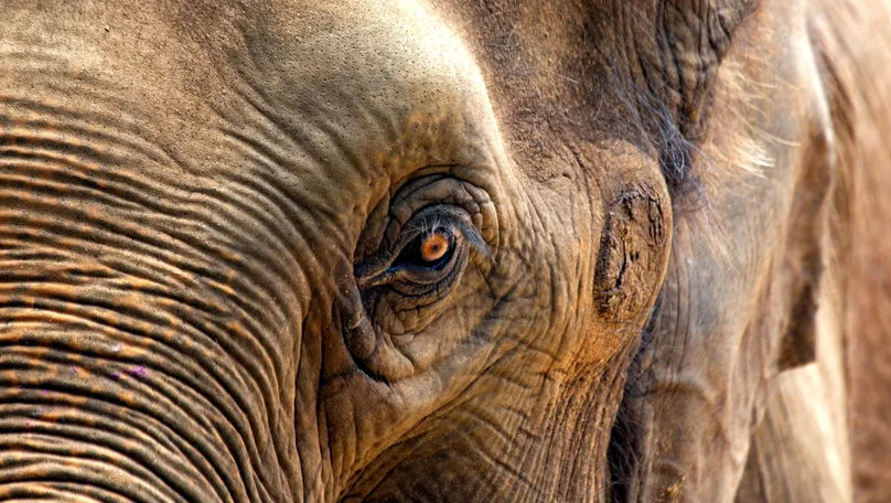 A murit cel mai bătrân elefant: Putea ajunge în Cartea Recordurilor