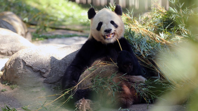 Китай передаст США двух панд накануне встречи Трампа и Си Цзиньпиня.