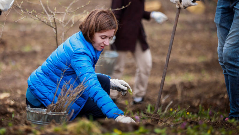 Maia Sandu merge să planteze copaci în Găgăuzia