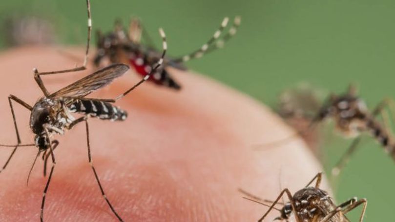 Invazie de țânțari în apropiere de R. Moldova: Insectele sunt agresive