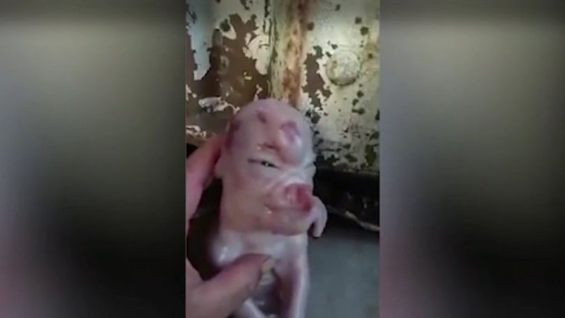 Un porc mutant cu faţă de om a uimit omenirea. Imagini şocante
