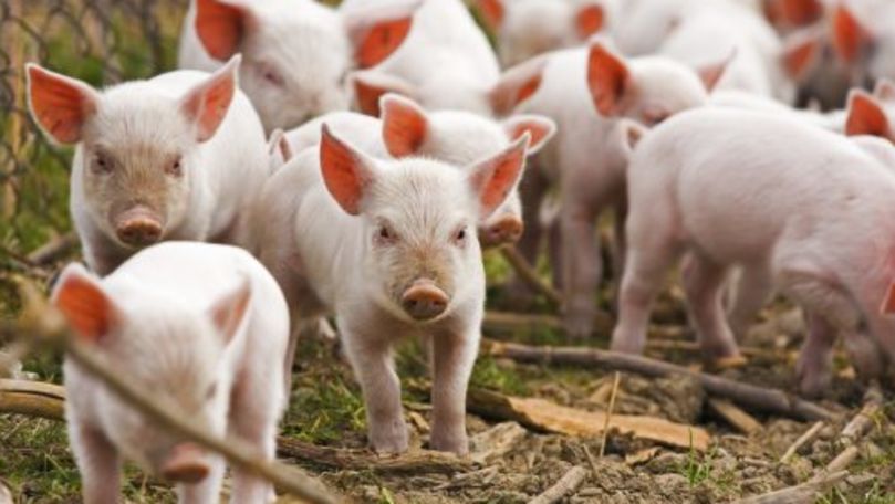 ANSA a depistat încă un focar de pestă porcină în Republica Moldova