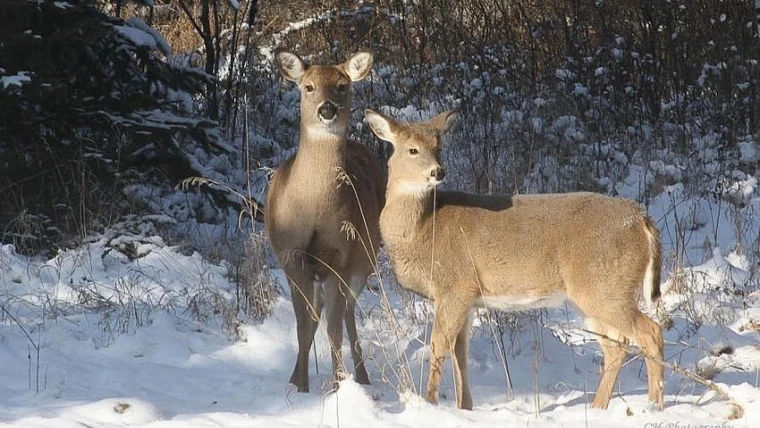 Pădurarii au grijă ca animalele sălbatice să nu ducă lipsă de hrană