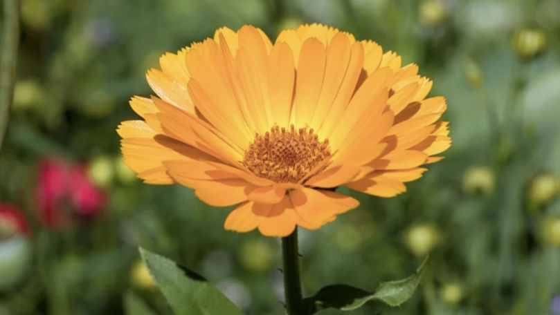 Ученые предложили обычную календулу в качестве источника белка в рационе.